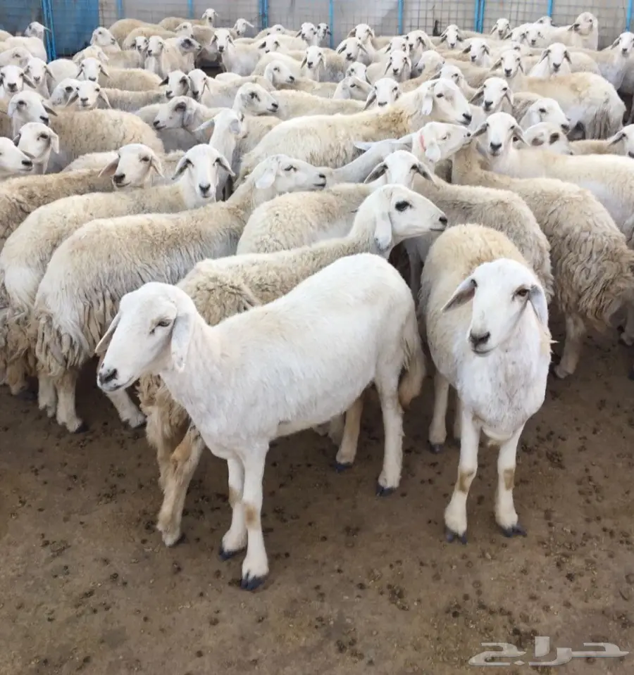 غنم مقاني   (image 5)