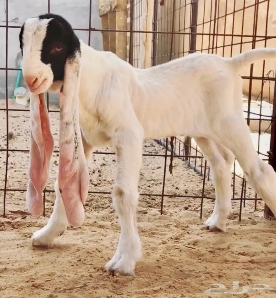 مشروع فحل فاخر