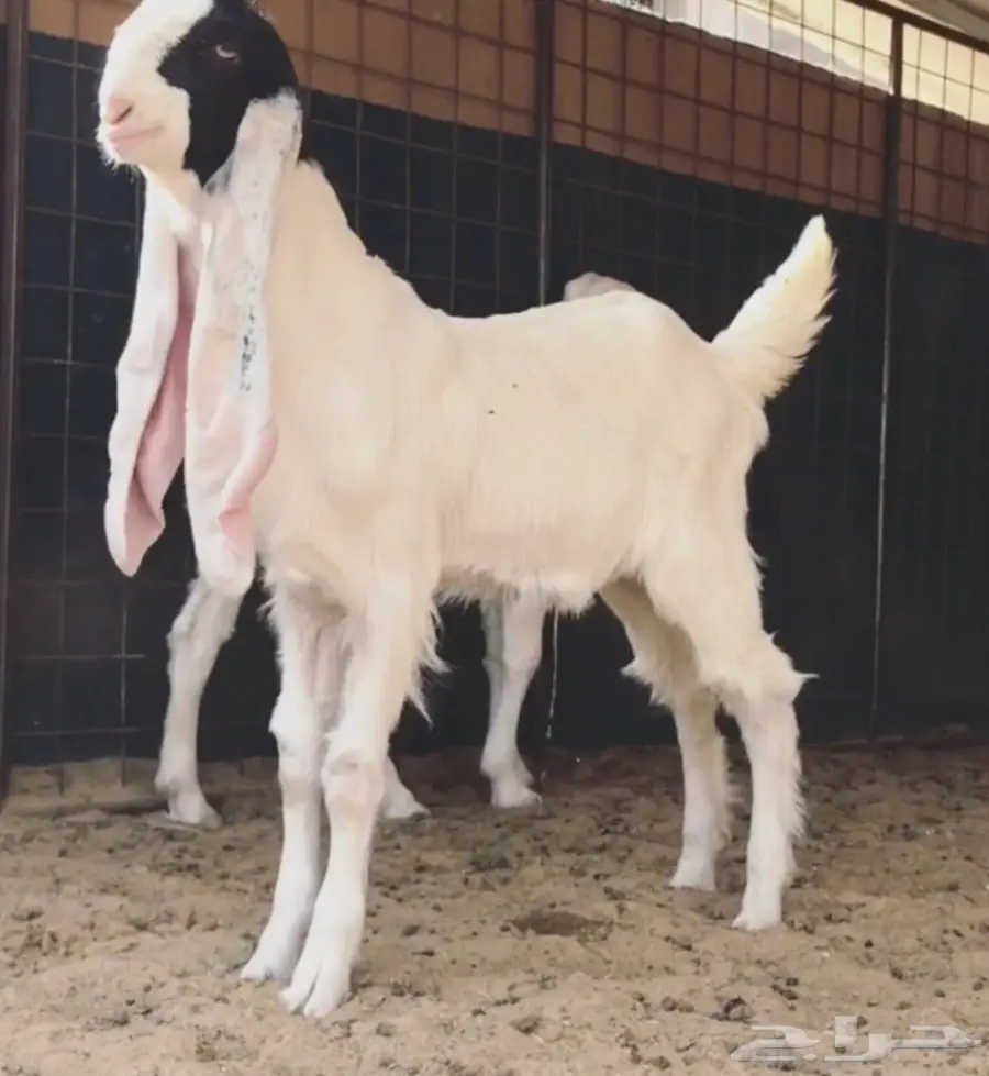 مشروع فحل فاخر (image 3)