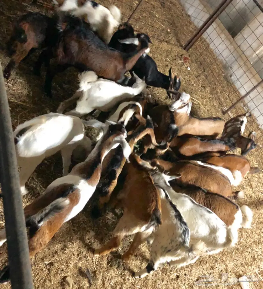 تيوس سمان بيشيات وحبص لبني (image 4)