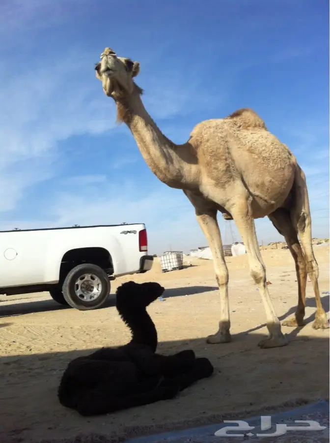 نساؤه متينه و أنوثة... (متاحة الآن!) (image 1)