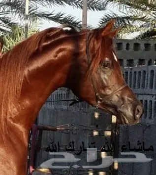 مهر واهو مكس (image 1)