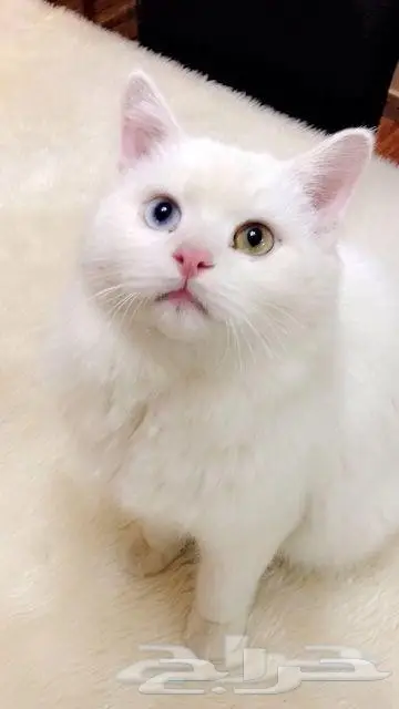 قط جميل عيون لونين