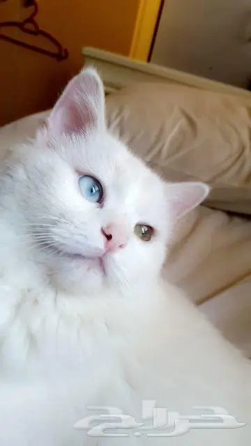 قط جميل عيون لونين (image 1)