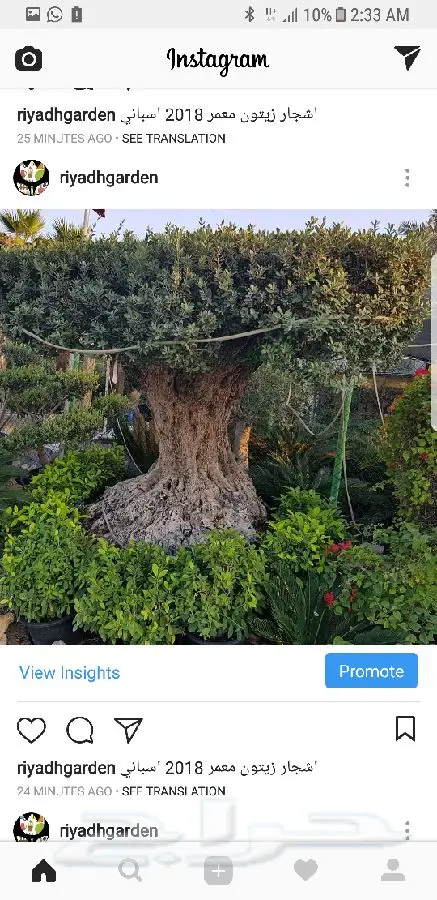 اشجار زيتون معمر اسباني (image 13)