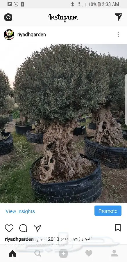 اشجار زيتون معمر اسباني (image 11)