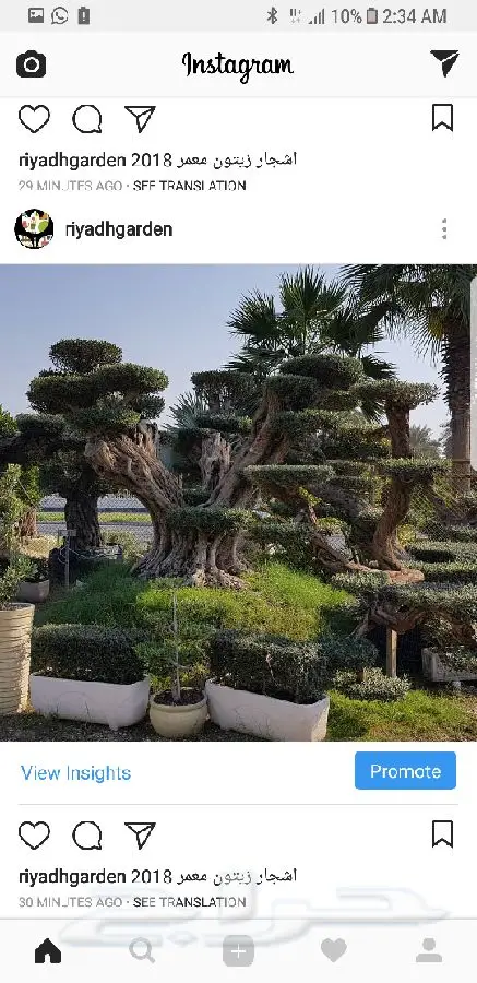 اشجار زيتون معمر اسباني (image 6)