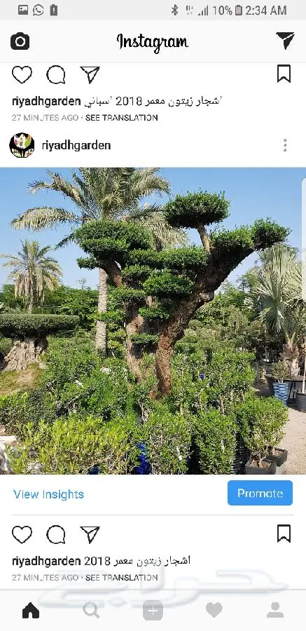اشجار زيتون معمر اسباني (image 8)