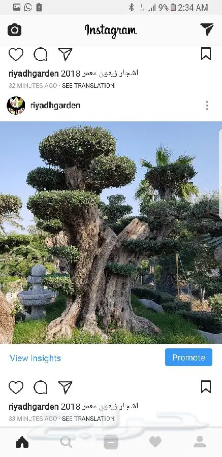 اشجار زيتون معمر اسباني (image 1)