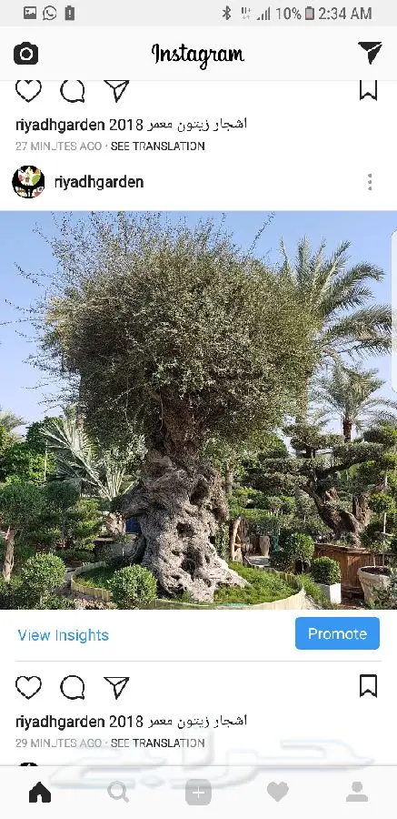 اشجار زيتون معمر اسباني (image 7)