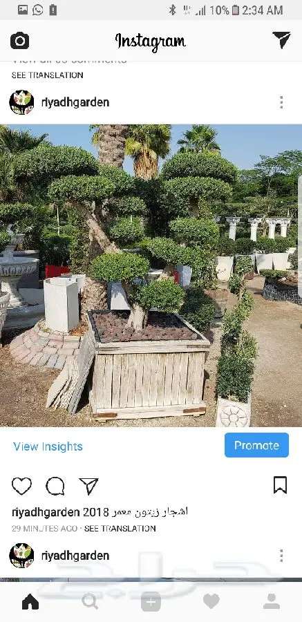 اشجار زيتون معمر اسباني (image 5)