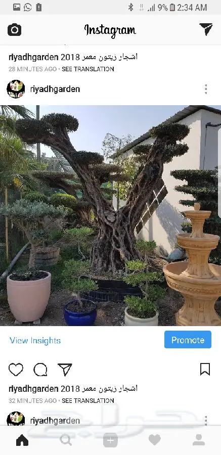 اشجار زيتون معمر اسباني (image 2)
