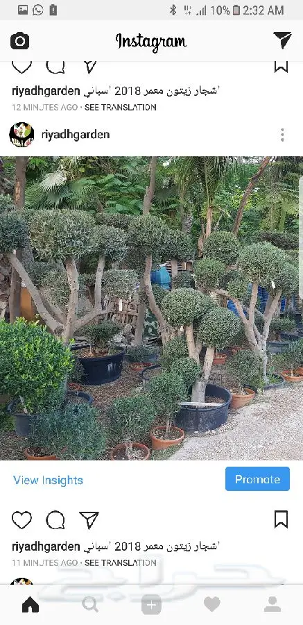 اشجار زيتون معمر اسباني (image 17)