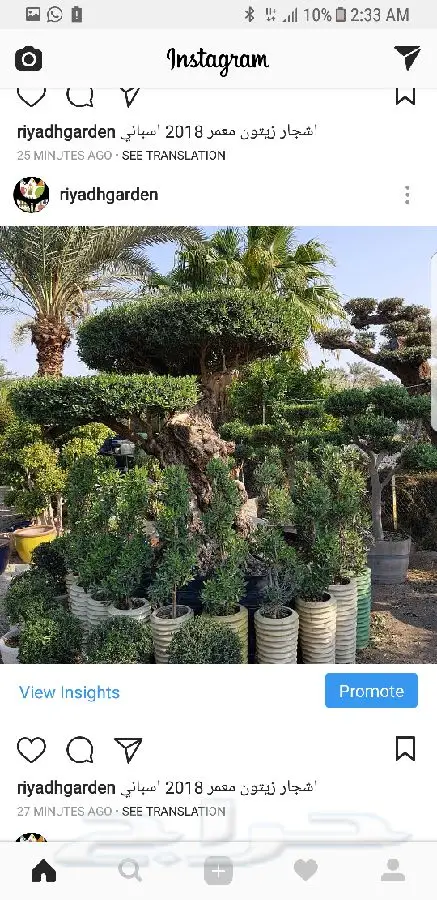 اشجار زيتون معمر اسباني (image 9)