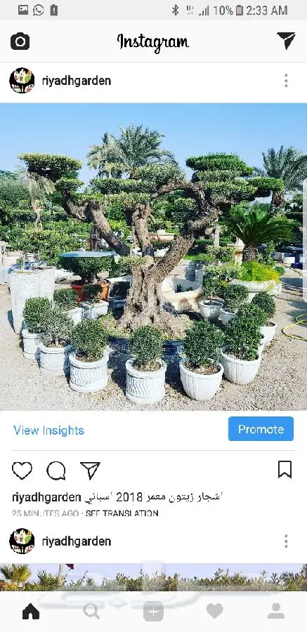 اشجار زيتون معمر اسباني (image 14)
