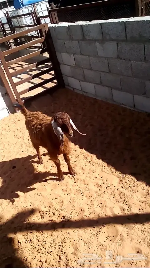 تيوس منادي لبانيات ودواغير (image 6)