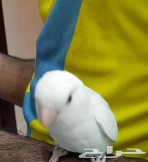 فرخ روز هدد حر  (البينو)