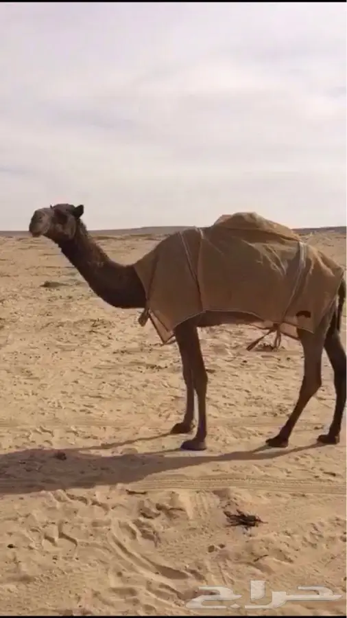 الرياض - صفرا خفوت السن (image 1)