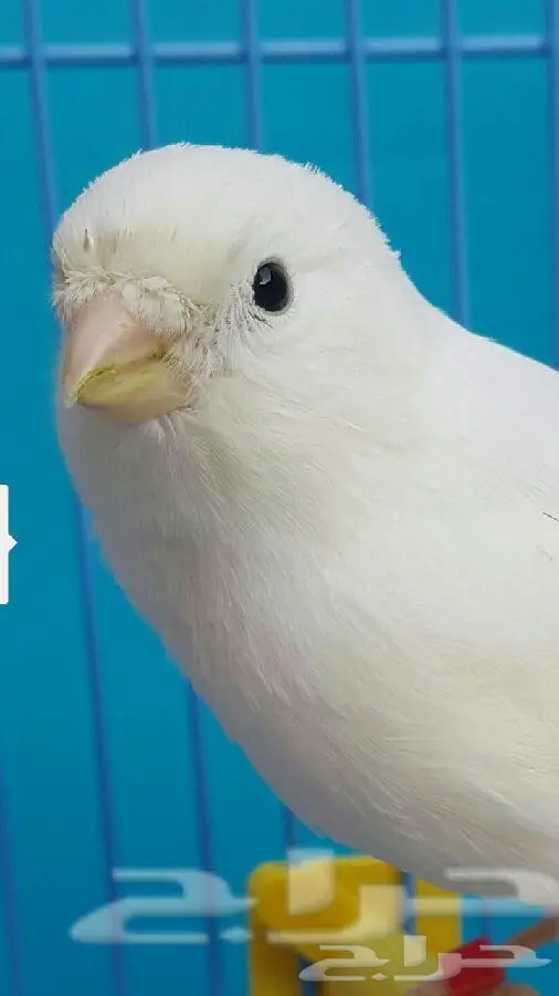 كناري ابيض مغرد