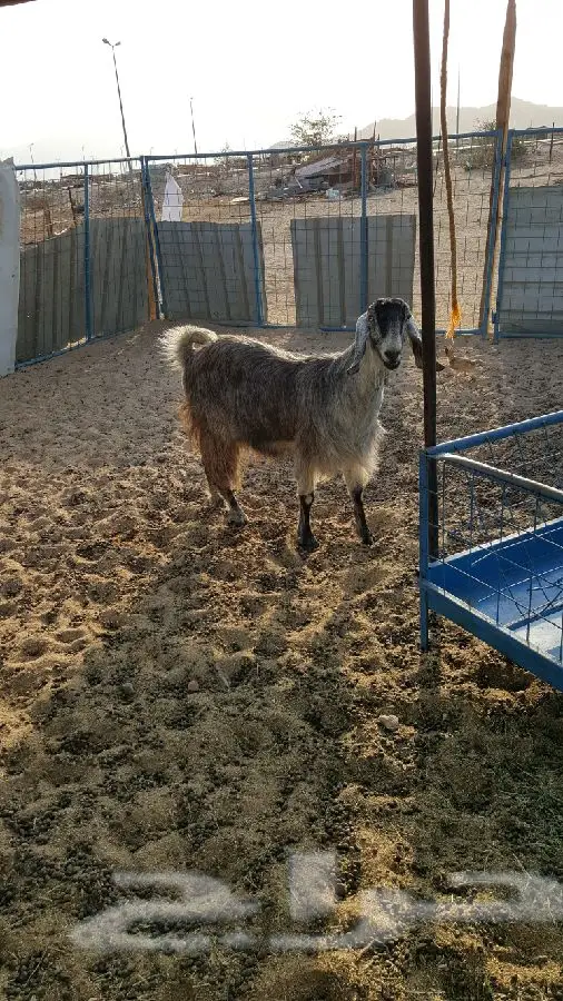 اثنين ماعز جم خضر دفيع (image 8)