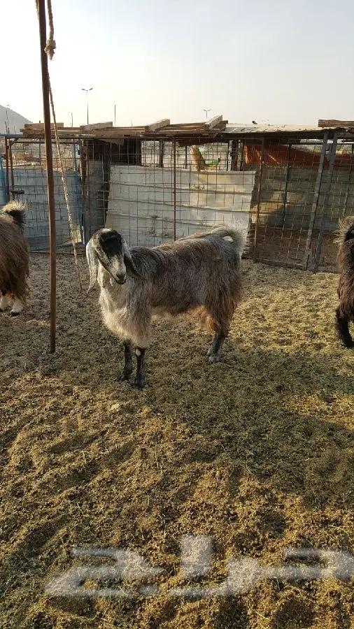 اثنين ماعز جم خضر دفيع (image 7)