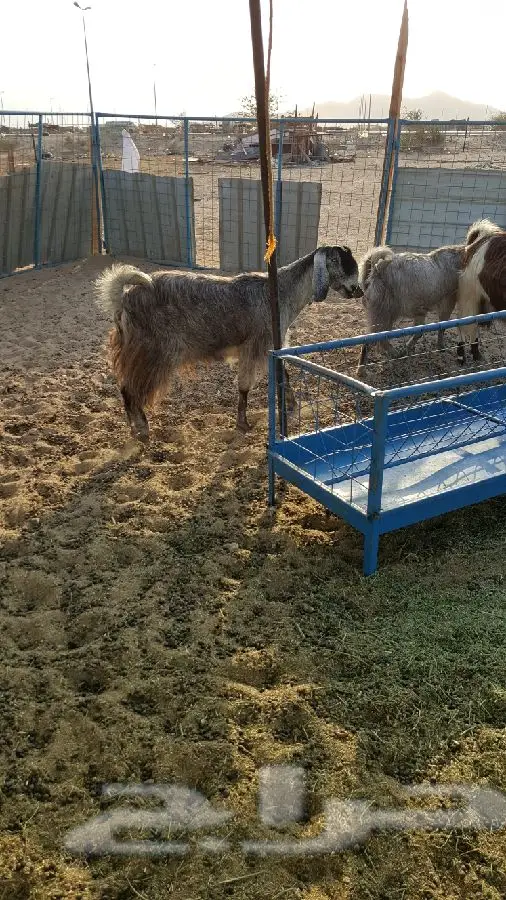 اثنين ماعز جم خضر دفيع (image 4)