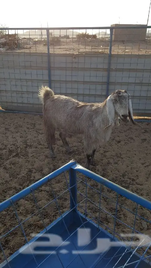 اثنين ماعز جم خضر دفيع (image 3)