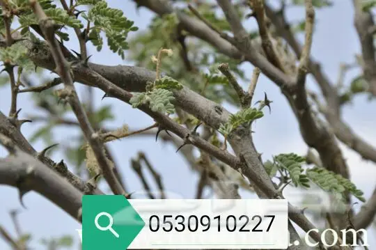 عسل سدر وسمر حضرمي دوعني إنتاج 1439 (image 22)