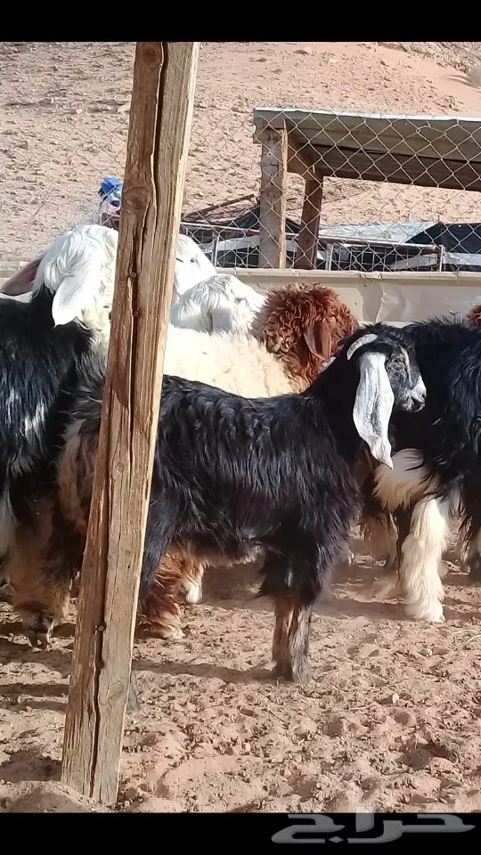 جفرة طيبه فل شحم 