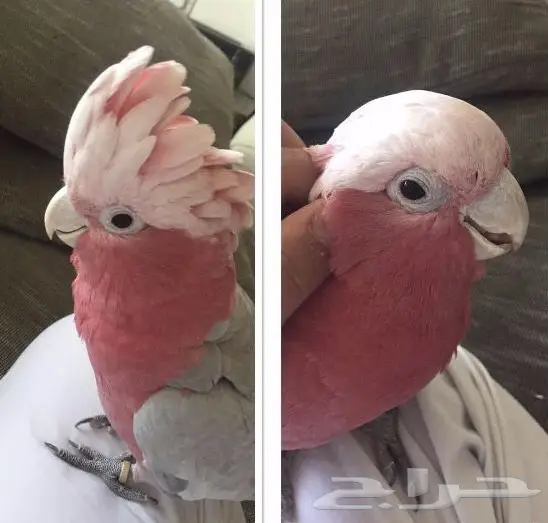 كوكاتو جالا - فرصة ذهبية!