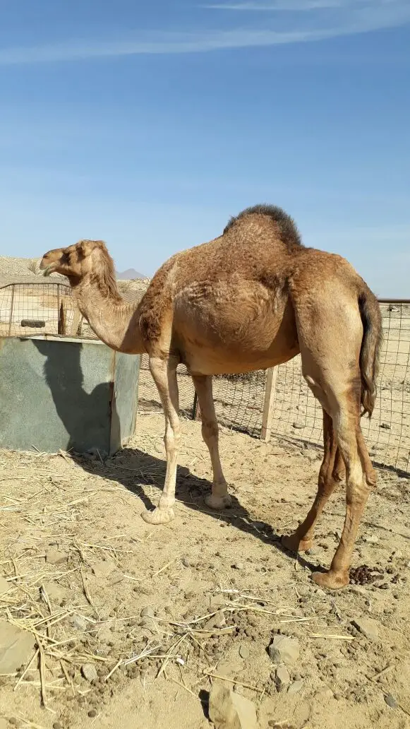 نياق للبيع (image 2)