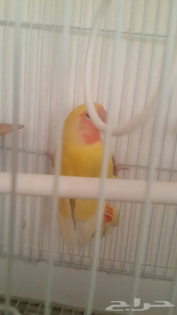 فرخ روز للبيع المستعجل