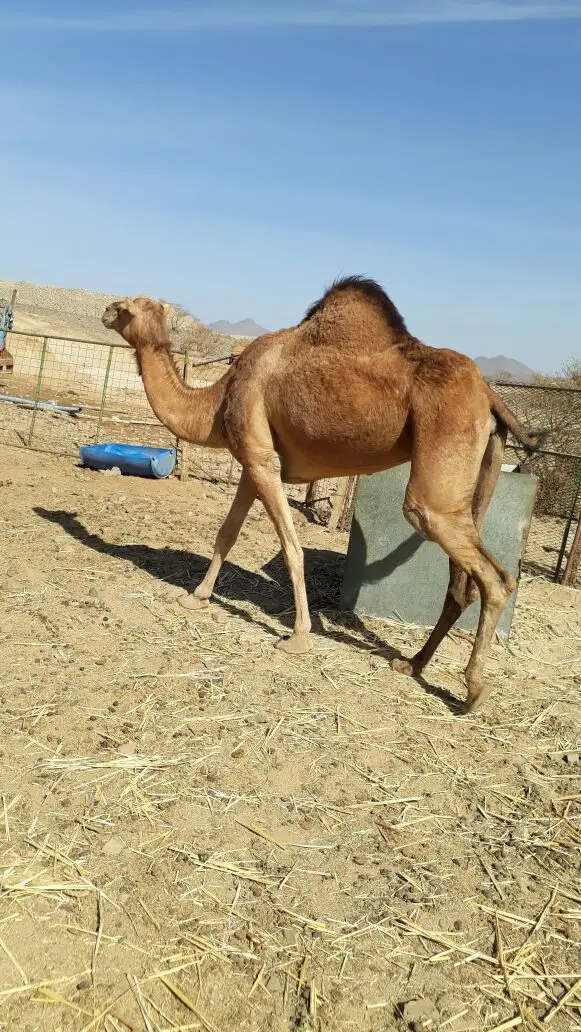 نياق للبيع (image 1)