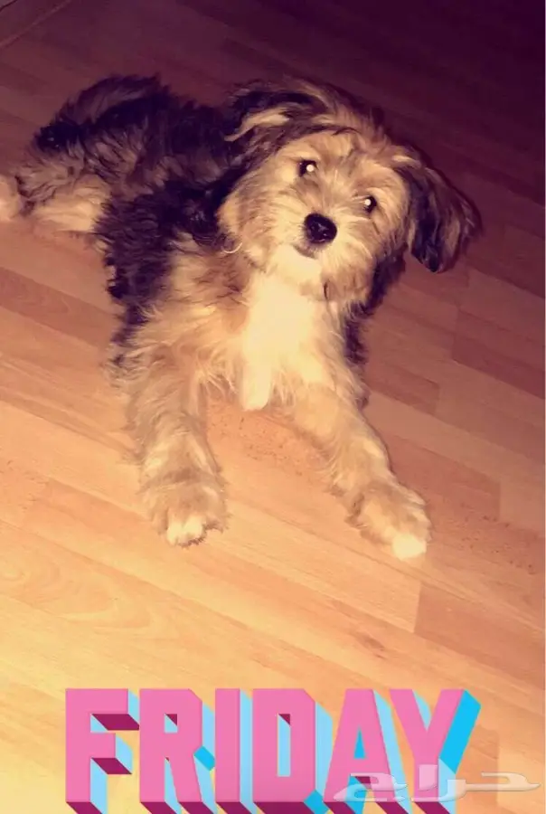 كلب تيرير فرنسي انثى (image 2)