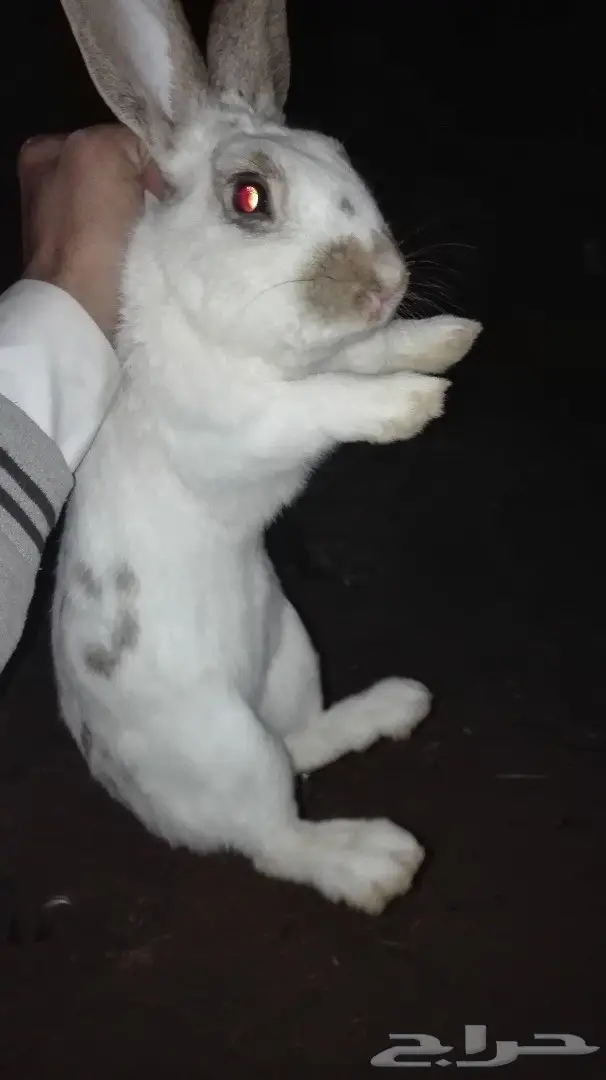 ارانب للبيع ذكر بابيون هولندي اصل (image 1)