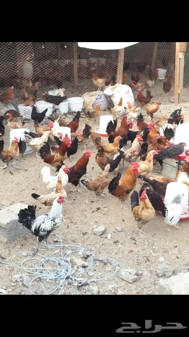 دجاج للبيع