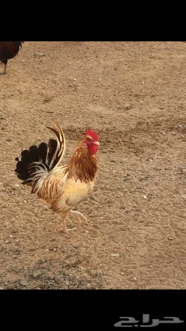 دجاج للبيع (image 1)