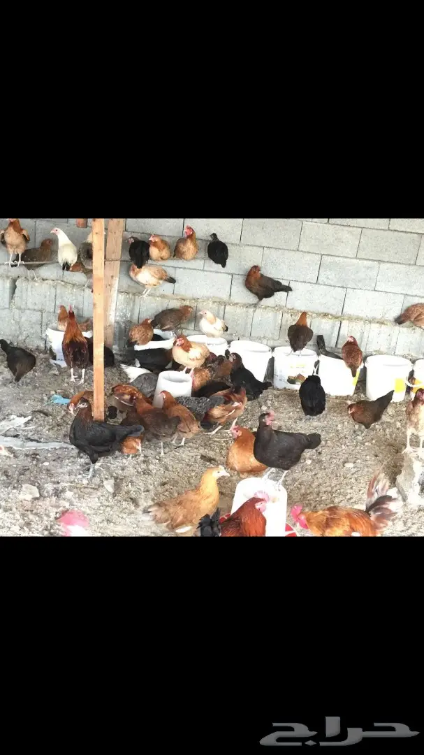 دجاج للبيع (image 2)