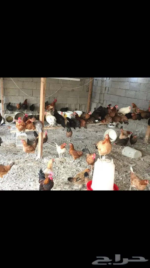 دجاج للبيع (image 3)