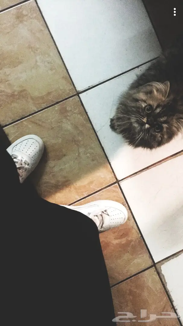 قط للتبني (المؤقت) بالرياض فقط و وفق شروط 