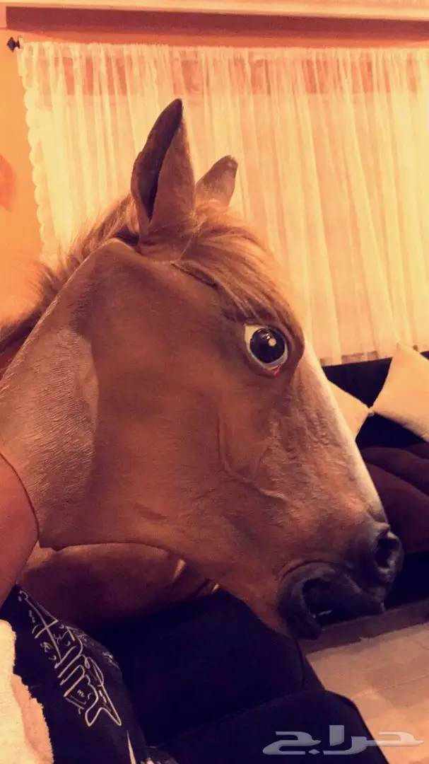 قناع حصان جديد