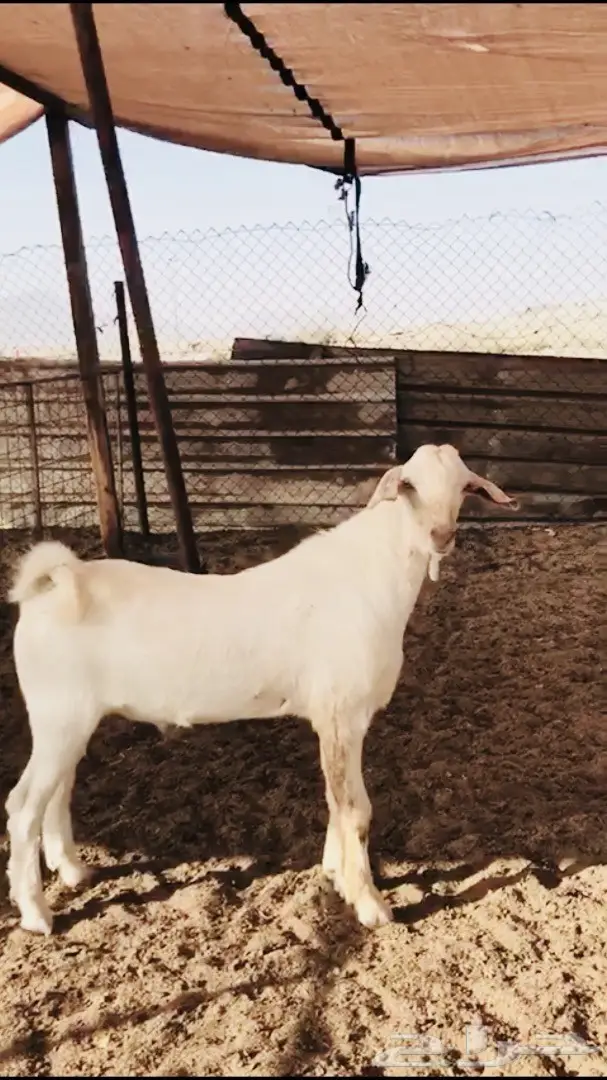 مشروع فحل بيشي أصهف كايف