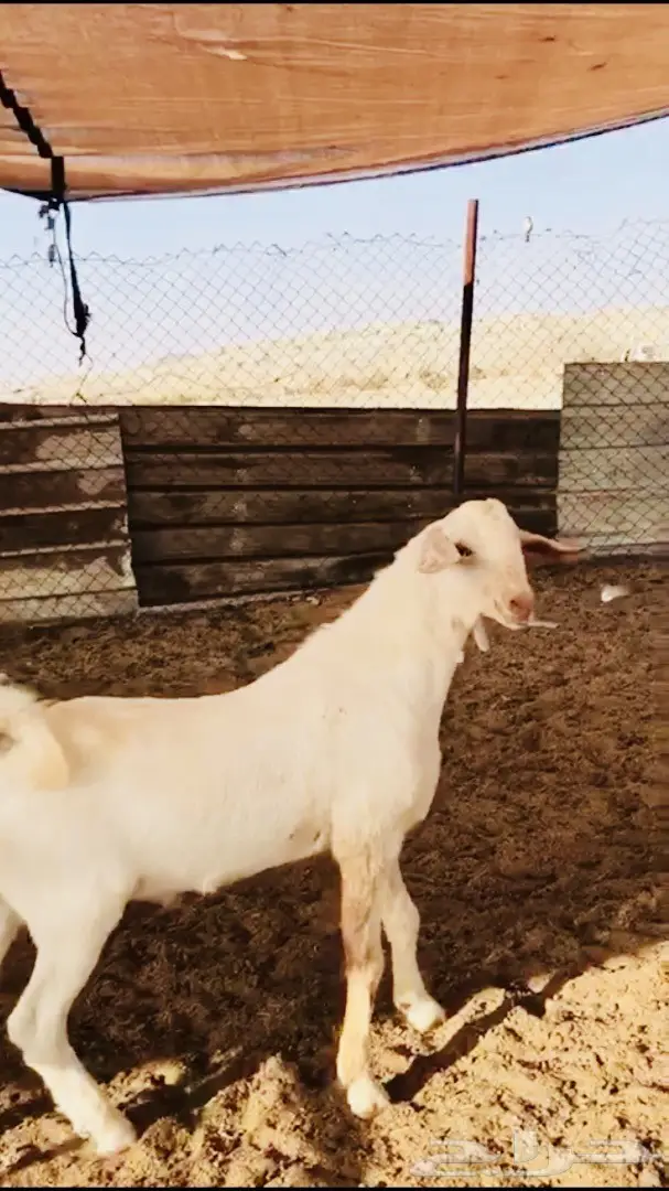 مشروع فحل بيشي أصهف كايف (image 1)