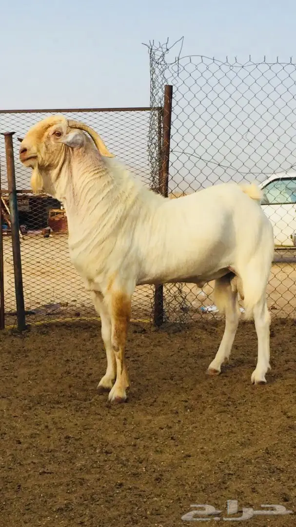 مشروع فحل بيشي أصهف كايف (image 5)