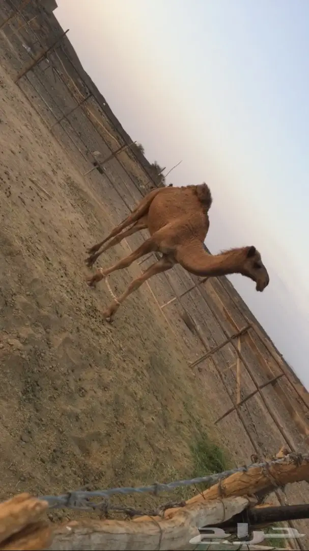 قعود ساسه طيب (image 1)