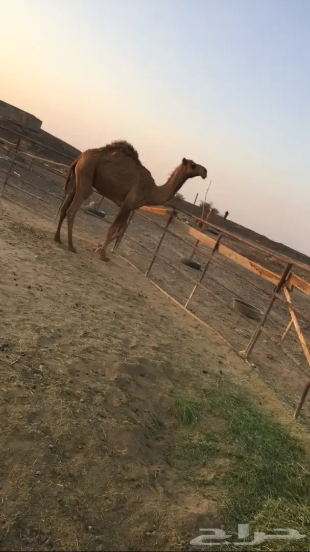 قعود ساسه طيب (image 2)