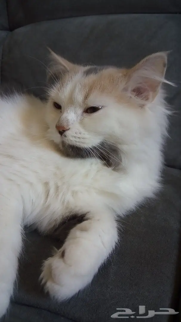 قطة شيرازية للبيع