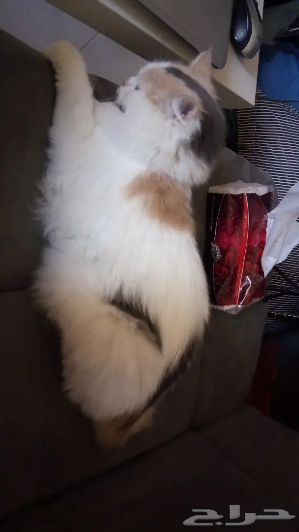 قطة شيرازية للبيع (image 1)