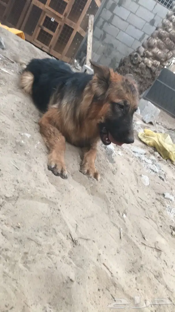 جيرمن لونق هير 