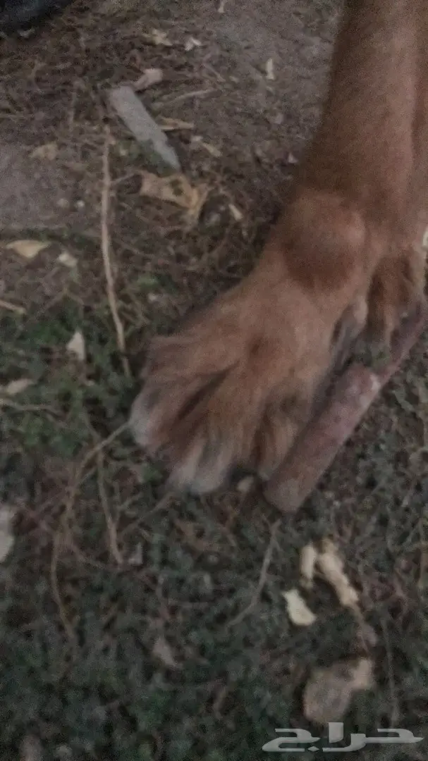 جيرمن لونق هير  (image 1)